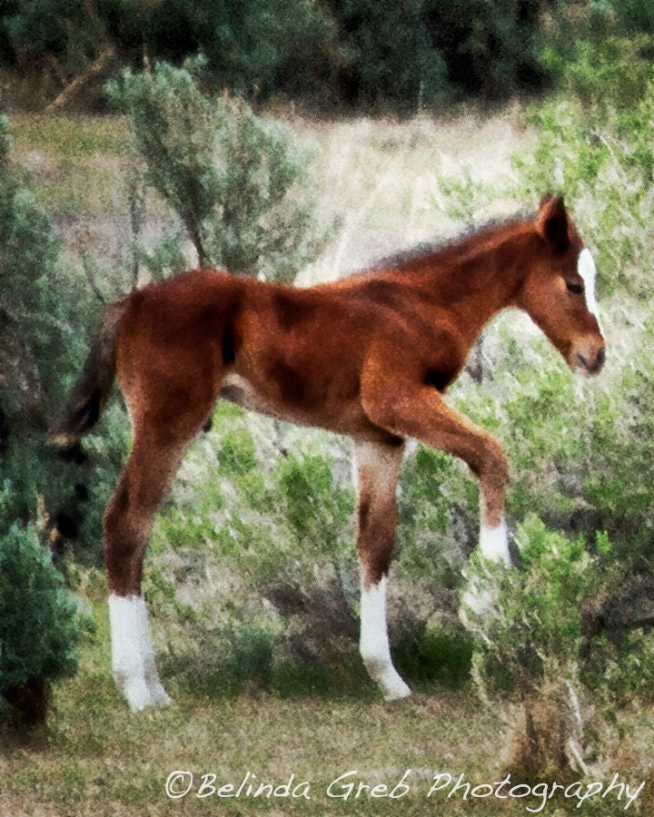 Horse Photography-  "My New Long Legs - No. 2" - Nature Photography colt animal Photo fine art equine, Photo - 8x10 Print