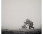 winter fog black and white photo print - whimsical fine art nature photography, grass, tree, haunted - 16x16