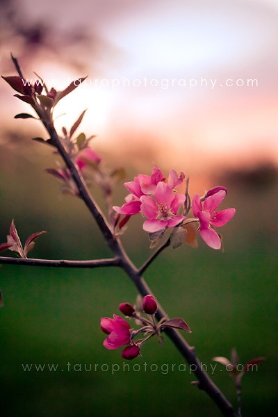 Spring Blossoms No. 4