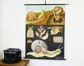 ON SALE Vintage Pull Down Chart, Snail, Jung Koch Quentell Industrial