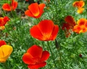 California Poppy Mikado Red Perennial Seed Water Wise