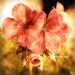 For You-03 Flower 8"x8" Fine Art Wall Decor Photograph For Modern Cafe Bar Pub Hotel Restaurant Nursey Home Office