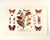 Vintage / Antique Insects Book Plate Engraving 2 (c.1900s) - Collectible, Home Decor