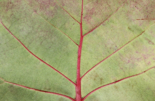 Leaf Photography, Macro Green Leaf Print, Leaf Art
