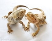 Lizard Photography - Reptile and Lizard Art - Bearded Dragon - Bearded Besties - 8x10 Fine Art Photo