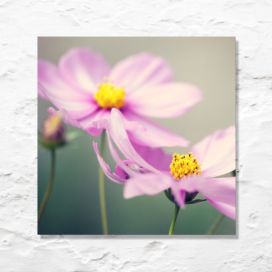flower photograph pink cosmos fine art photography wall decor garden nature photo floral