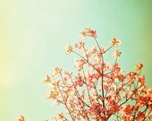 Nature Photography - spring orange green turquoise decor peach dogwood tree art print teal wall art mint photo - 8x8 Photograph, "Whimsy"