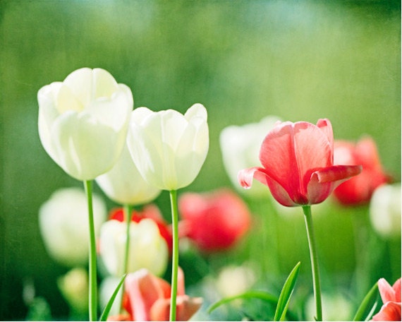 Flower Photography - red green wall art white tulip nature print colorful photo botanical picture - 8x10 Photograph, "This Beautiful World"