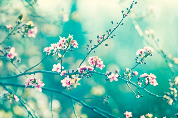 Teal Photography - turquoise aqua blue wall art pink white flower nature print floral branches mint - 8x12 Photograph, "A Piece of My Soul"