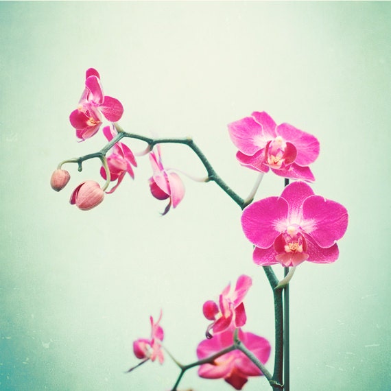 Orchid Photography - flower pink mint green purple violet pale floral branches print nature pastel branch - 8x8 Photograph, "Orchid"