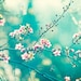Teal Photography - turquoise aqua blue wall art pink white flower nature print floral branches mint - 8x12 Photograph, "A Piece of My Soul"