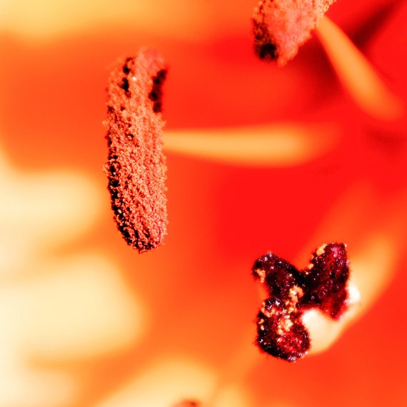 Orange lily Macro photography Flower photo 5"x5" or 8"x8" or 12"x12" Neon juicy hot bright