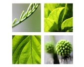Green Macro Nature photography Set of 4 prints 8"x8" or 5"x5" Freshness Spring and Summer Green wall decor