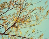 Spring tree photograph- golden, yellow, mint, aqua, sky, branches, blooms, nature, fine art photography, 8x10 print