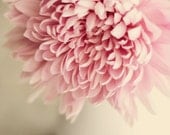 Flower photograph- light pink, cream, beige, floral, pastel, muted colors, romantic, mum, shabby chic, rustic, fine art photo, 8x10 print - dullbluelight
