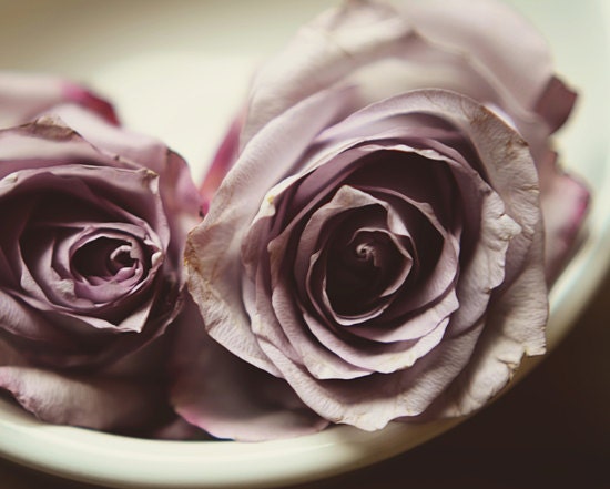 Lavender rose photograph- pale, light purple, muted colors, shabby chic, spring,  floral, romantic, 8x10 print, fine art photograph