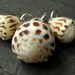Drilled cone shells for pendant, earrings, matched set with silver rings, Hebrew shells