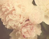 Blush - Fine Art Flower Photography, 10x10, pink, soft tones, peonies, home decor, garden