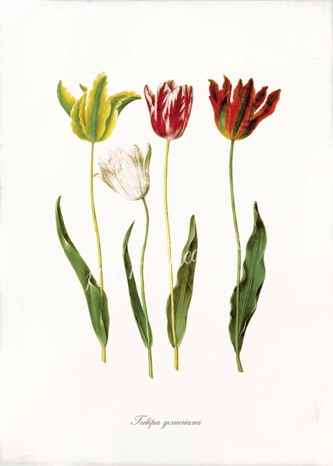 Antique Tulip Fine Art Print  - 5 x 7 - Tulipa Gesneriana - Tulip