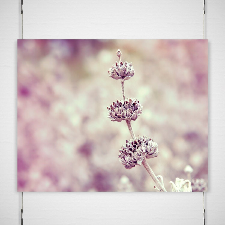 Nature Photography / purple violet rustic pastel soft / plant botanical branch / fine art print / 8x10 photograph print "Onward"