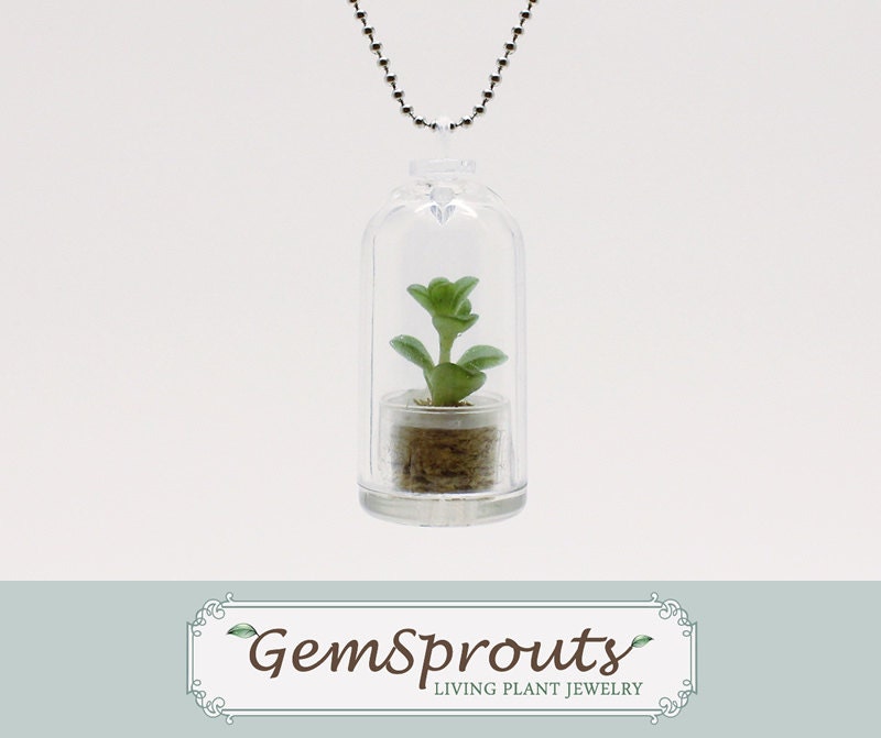 GemSprouts Bryophyllum Living Plant with Ballchain Necklace