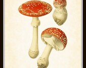 Antique French Mushroom Series 2 Plate 4 Botanical Art Print 8x10 Home Decor Home and Garden