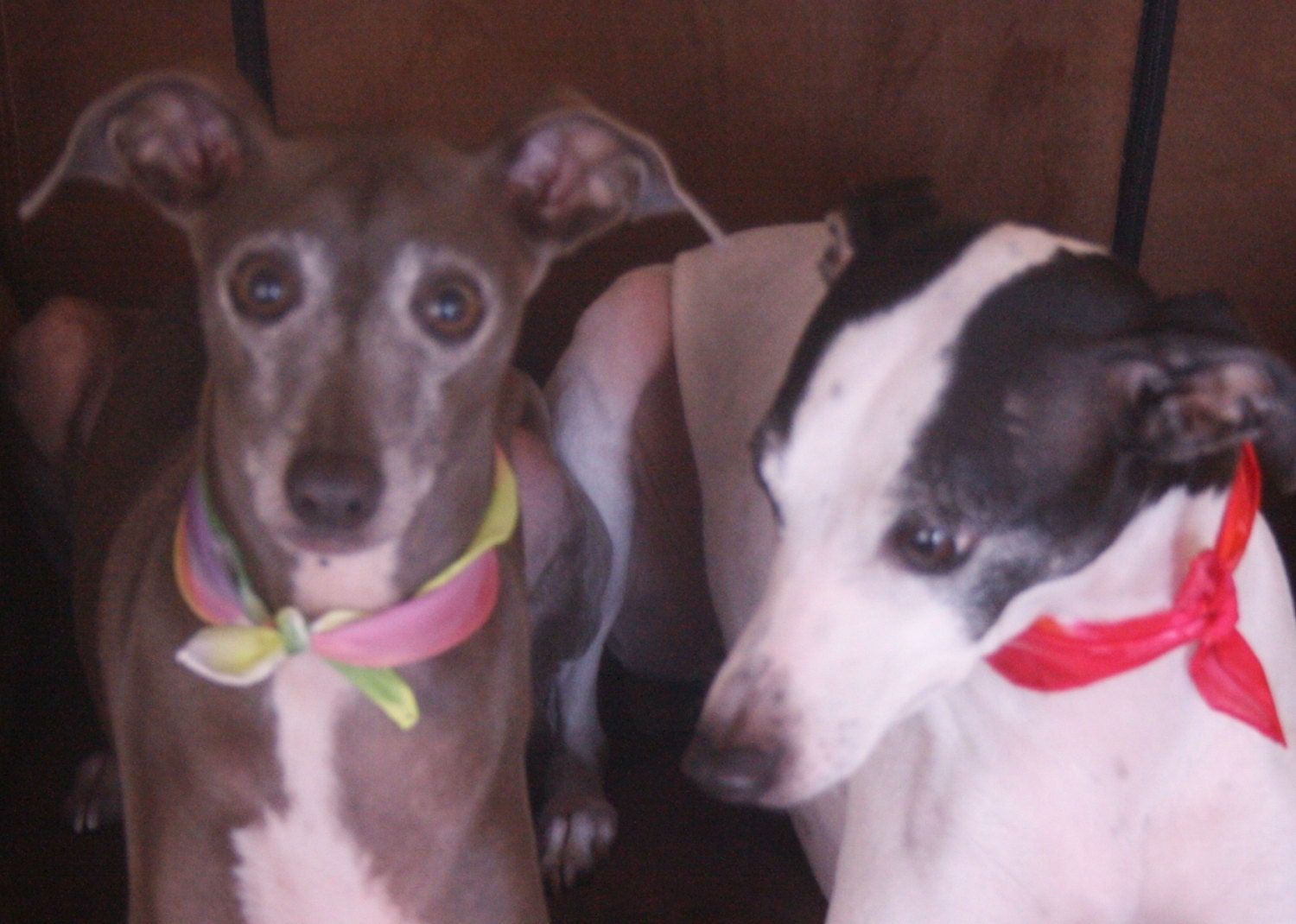 Pet Bandanas-Back by Popular Demand