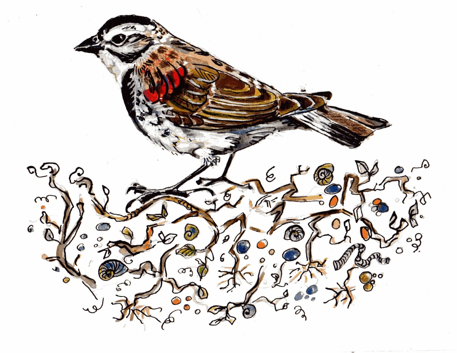 McCown's Longspur Bird & Nest Illustration, Watercolour 5 x 7 note card
