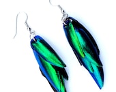 Real Beetle Wing Earrings - (2.5" long - small size) - Beetle Jewelry, Elytra Beetle, Beetle Earrings, Taxidermy