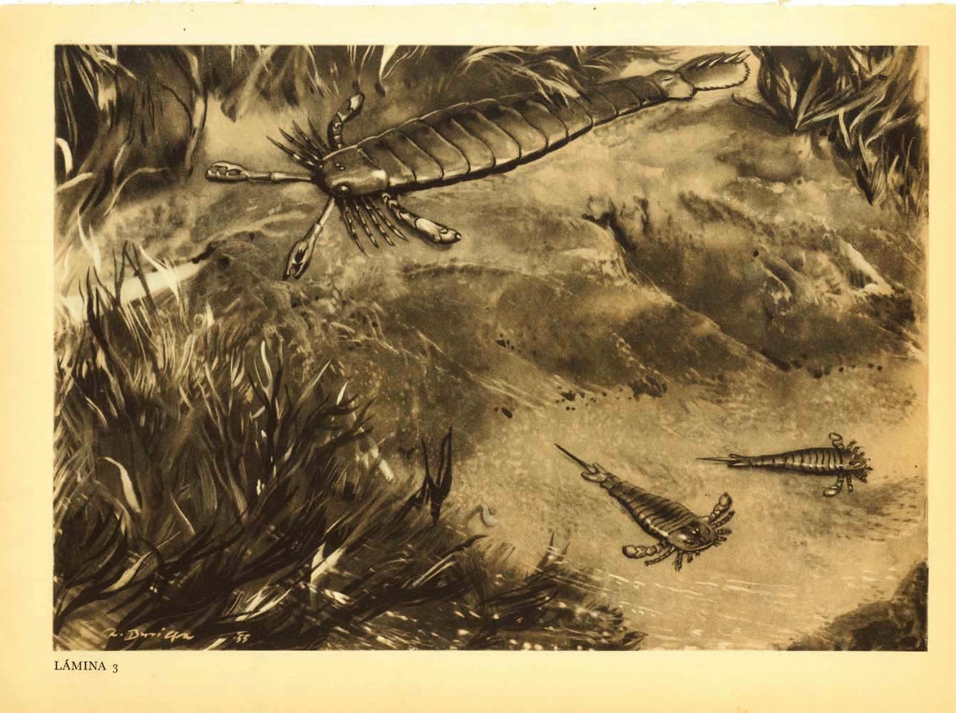 Extinct Prehistoric Animal Vintage Print Silurian Sea, Ocean Life, Paleozoic, Pterygotus and Eurypterus