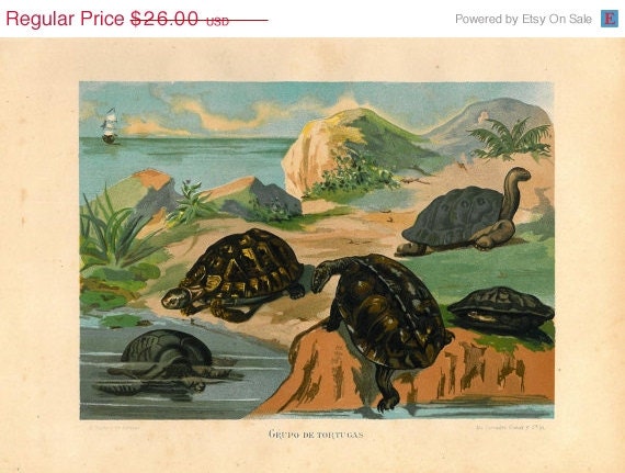 1883 Turtles Antique Print Brehm Life of Animals