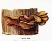 Pleurotus Mushroom Vintage Print 1948 Edible