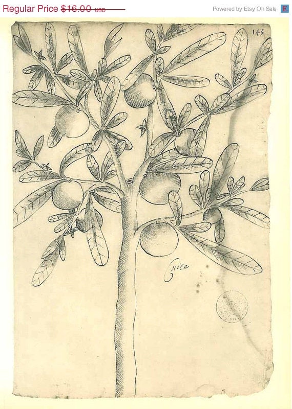 Botanical Print Large Tree Cuiite Maranhao Brazil Natural History Art