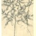 Botanical Print Large Tree Cuiite Maranhao Brazil Natural History Art