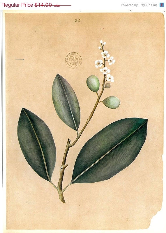 Botanical Art Print Plants Timor  Alexandrian laurel  Calophyllum inophyllum
