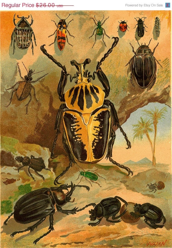 1883 Beetle Antique Color Litograph Coleoptera Natural History Art Print