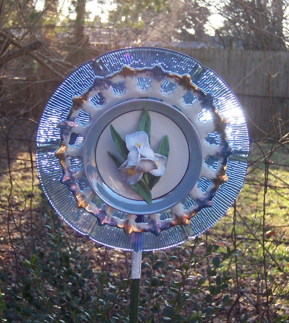 Blue Glass Iris Garden Flower
