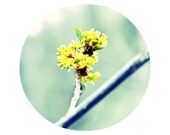Beginnings, Nature Photography, Bud, Spring Flower, Mint, Yellow, Circular Modern Photograph, Sprout
