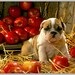 4 Dog Puppy Bulldog Greeting Notecards/ Envelopes Set