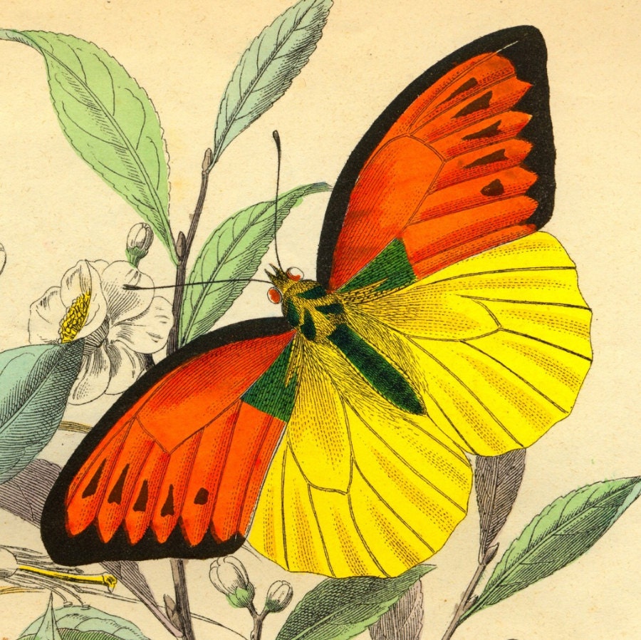 Butterflies Orange Yellow Old-flight of a butterfly-Natural history - arttour