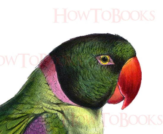 HOODED PARRAKEET Bird illustration Digital Download Digital Collage Sheet Ready To Print 300 dpi Jpg and Png Images