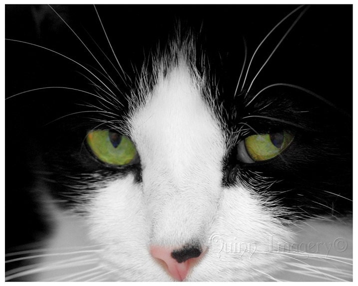 Black White Cat Photograph Green Eyes Animal Feline Fine Art