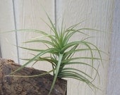 Tillandsia Aeranthos Hybrid Giant