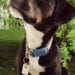 Copper Personalized Pet Id Tag - Hand Stamped - Unique Pet Tag - Wire Wrap - Aluminum Backer