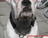 Superman Pet Tag