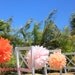 10 Aisle Decor -Wedding Ceremony Decoration- Tissue Paper Garland - Wedding Decor -Tissue Poms-Ceremony