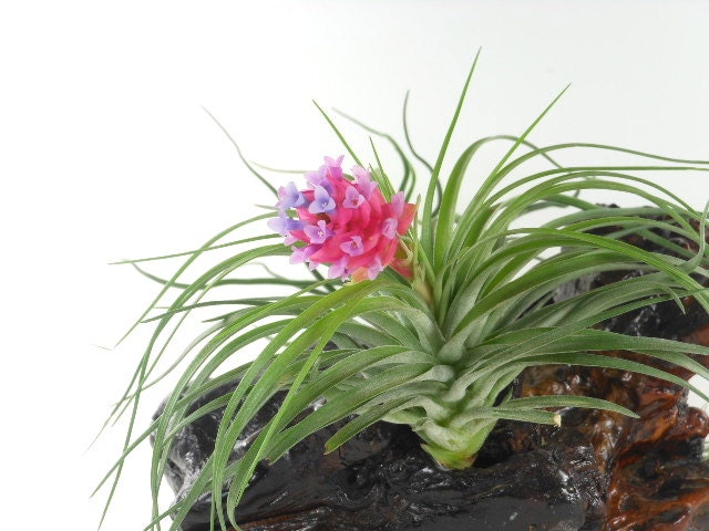 Manzanita Burl Centerpiece with Air Plants  Natural Wood Home Decor  Unique Natural Gift  Gifts for Him  Gifts under 75