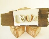 Shells - LOVE -  Embellishment on Driftwood
