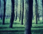 Fairytale Photography, Magical, Surreal, Fine Art Photo, Trees, Dark Forest, Home Decor, Fog, Enchanted, Landscape, Wall Art - Dark and Deep