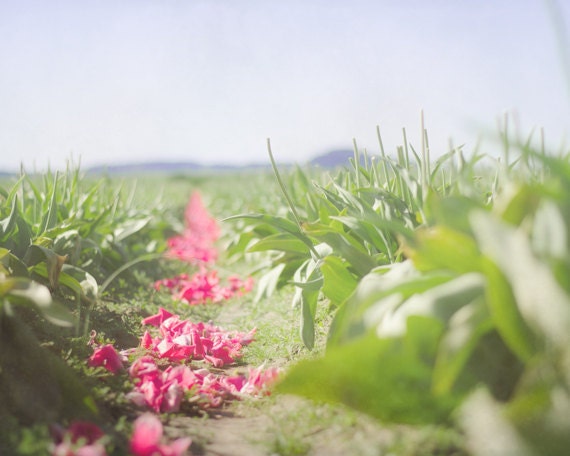 Tulip Photograph 8x10, Green and Pink Flower Photography, Flower Field Wall Art, Spring Garden Photo, Nature Landscape